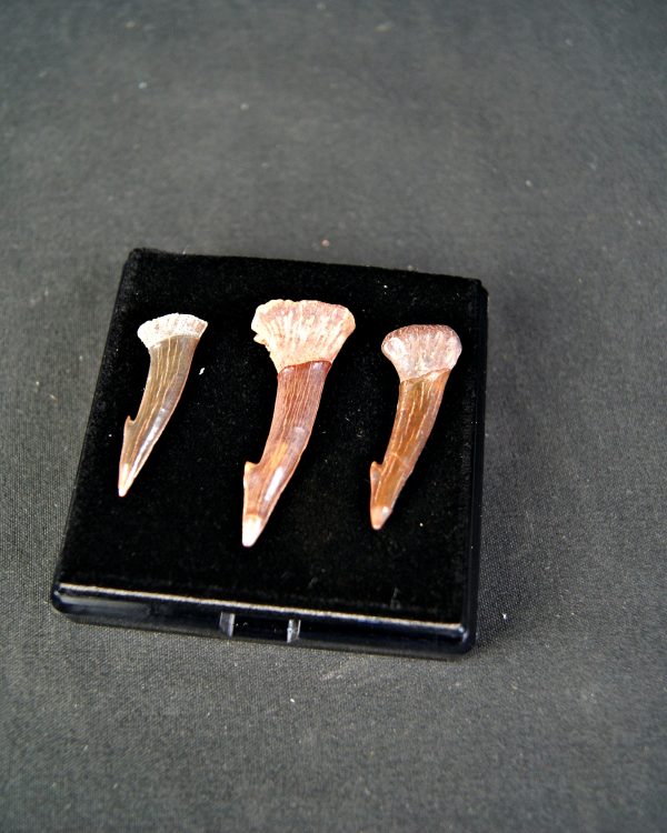 Colección de tres rostrales de Onchopristis