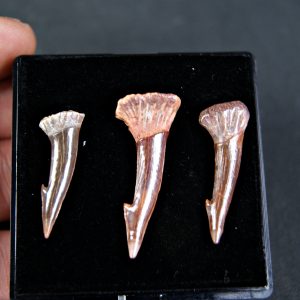 Colección de tres rostrales de Onchopristis