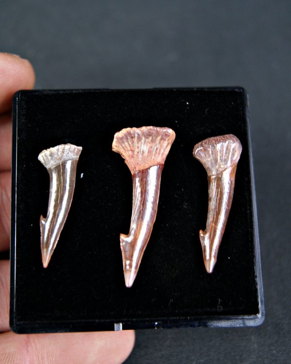 Colección de tres rostrales de Onchopristis