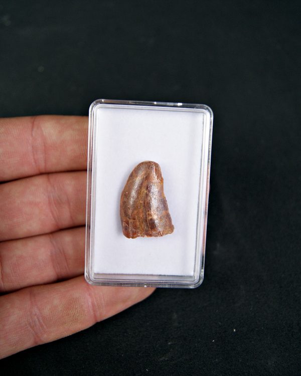 SONY DSC Diente de Carcharodontosaurus saharicus