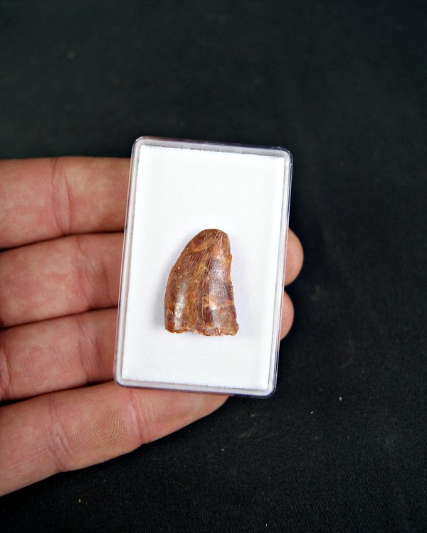 SONY DSC Diente de Carcharodontosaurus saharicus