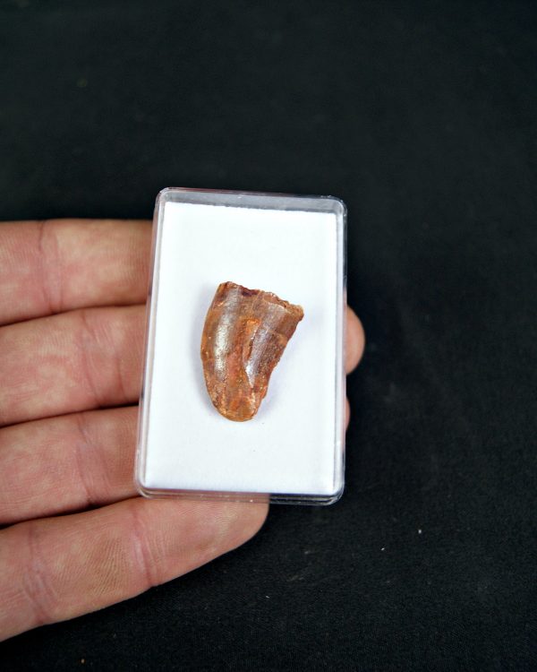 SONY DSC Diente de Carcharodontosaurus saharicus