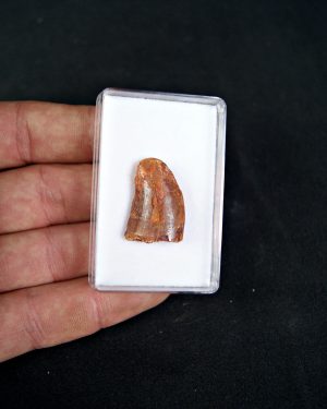 Diente de Carcharodontosaurus saharicus