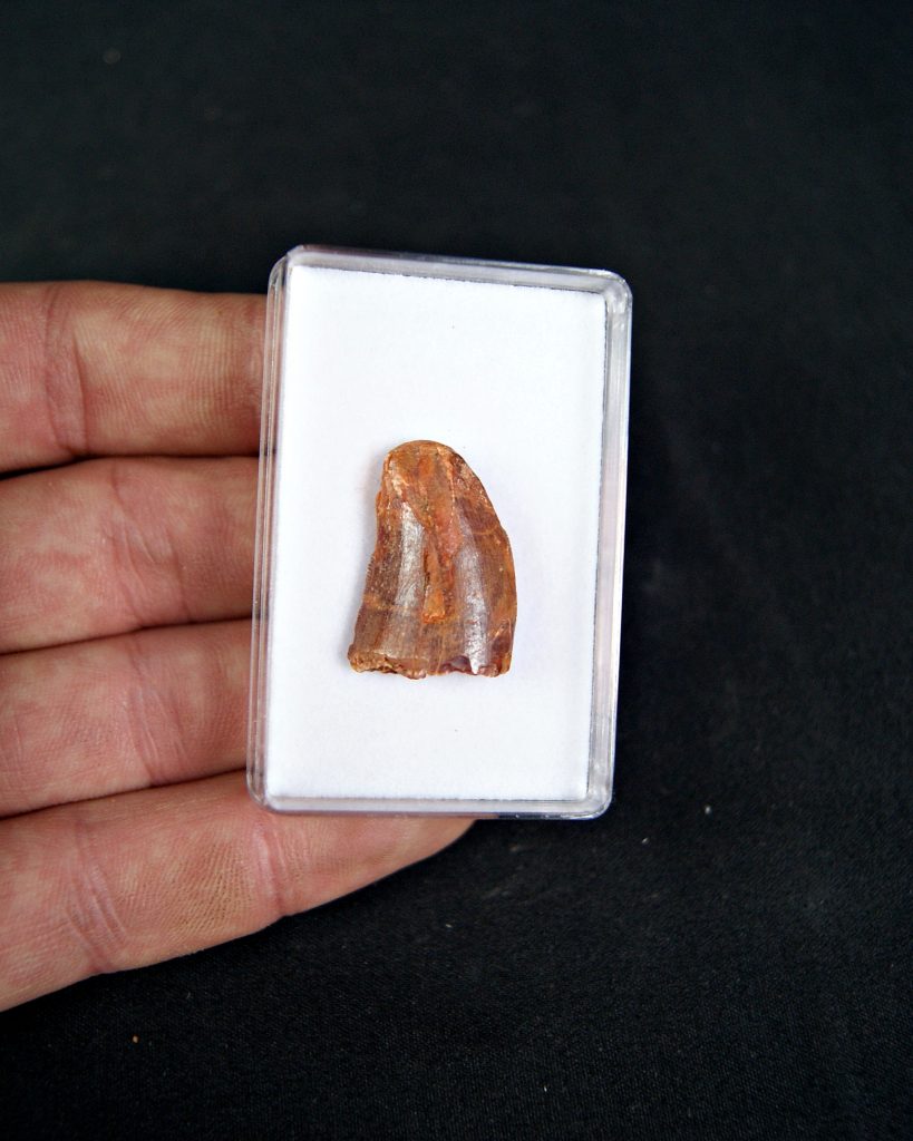 Diente de Carcharodontosaurus saharicus