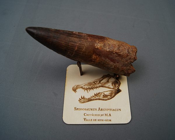Soporte de madera Spinosaurus