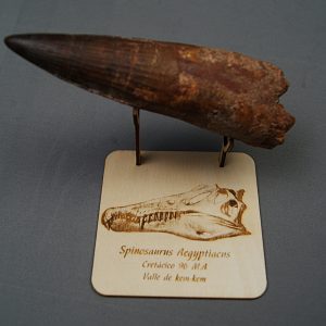 Soporte de madera Spinosaurus