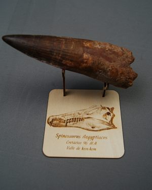 Soporte de madera Spinosaurus