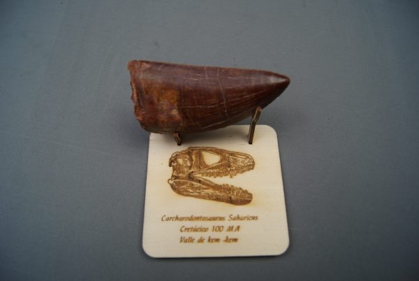 Soporte de madera Carcharodontosaurus