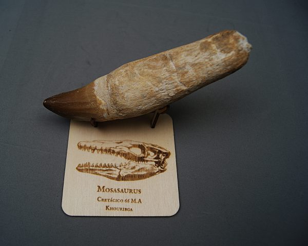 Soporte de madera Mosasaurus