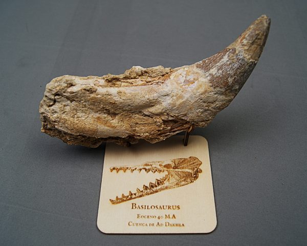 Soporte de madera Basilosaurus