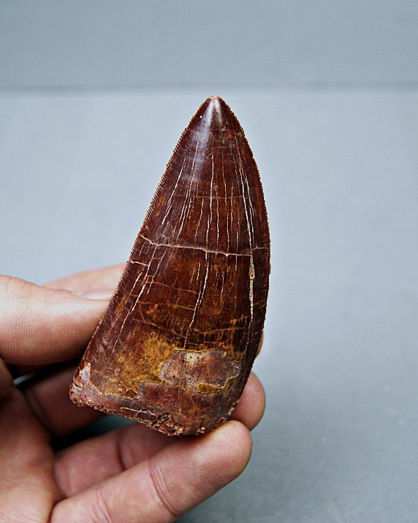 SONY DSC Carcharodontosaurus saharicus grado gema