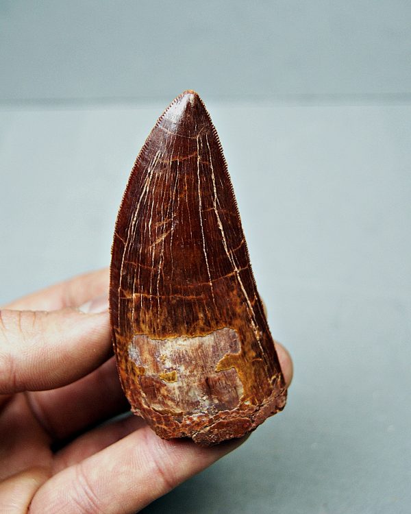 SONY DSC Carcharodontosaurus saharicus grado gema