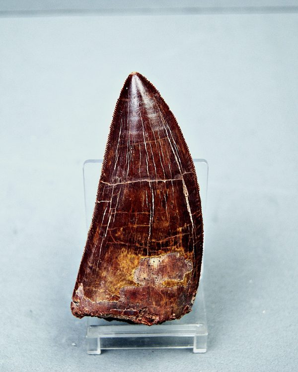 SONY DSC Carcharodontosaurus saharicus grado gema