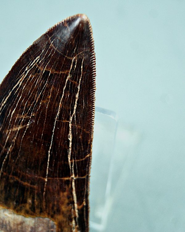 SONY DSC Carcharodontosaurus saharicus grado gema