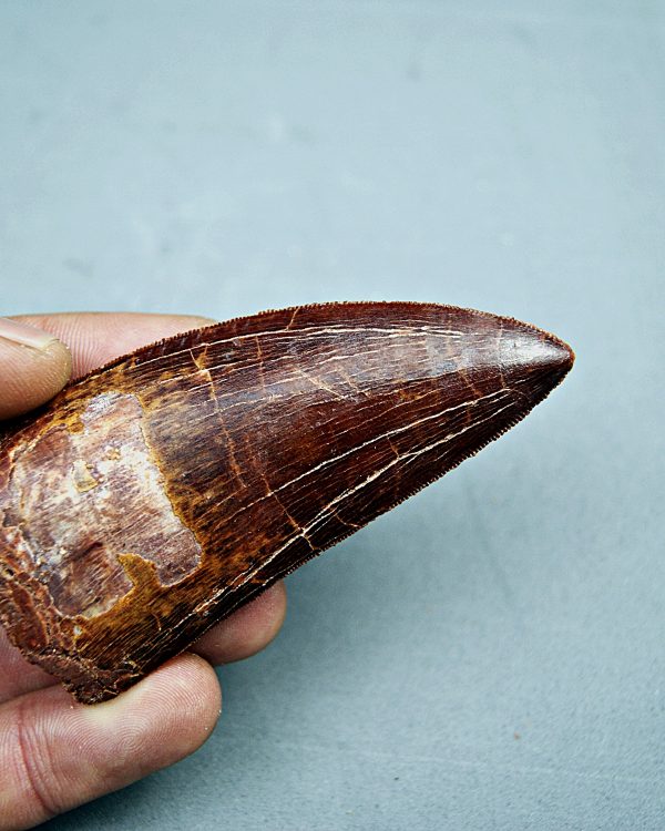 SONY DSC Carcharodontosaurus saharicus grado gema