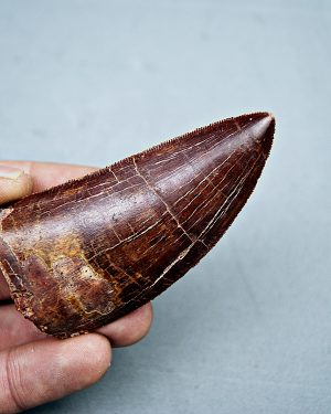 Carcharodontosaurus saharicus grado gema