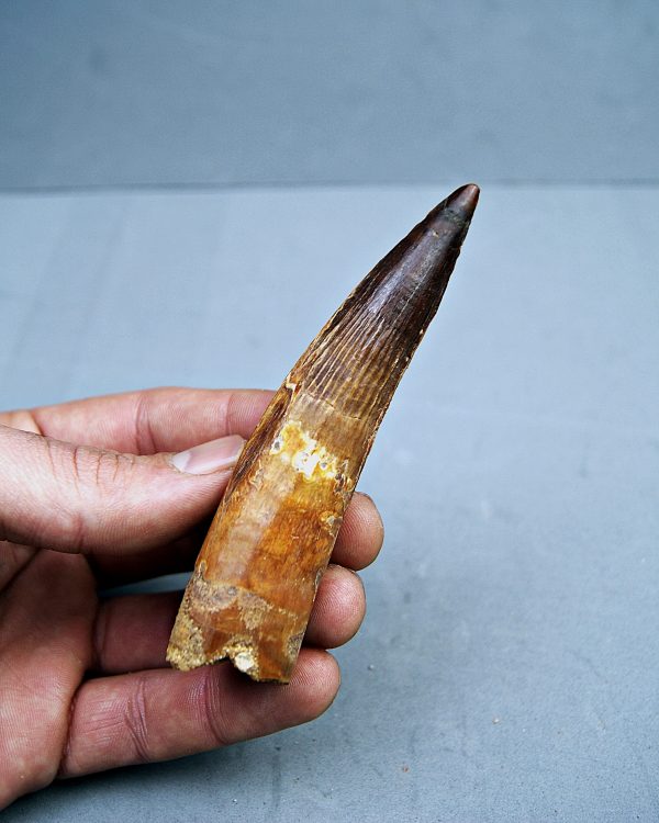 SONY DSC Spinosaurus aegyptiacus