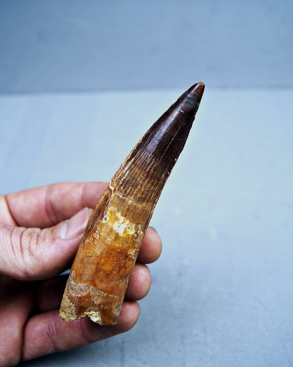 SONY DSC Spinosaurus aegyptiacus