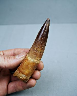 Spinosaurus aegyptiacus