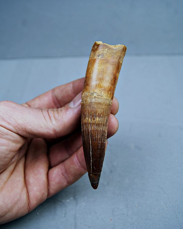 SONY DSC Spinosaurus aegyptiacus