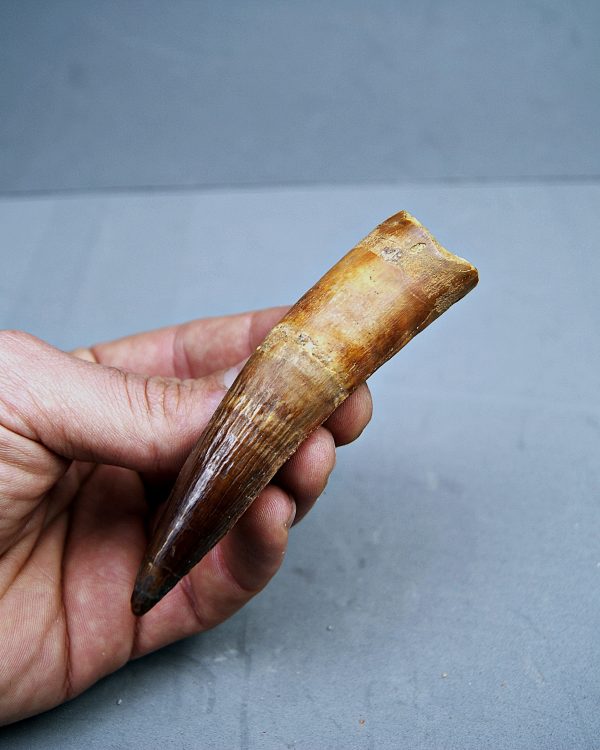 SONY DSC Spinosaurus aegyptiacus