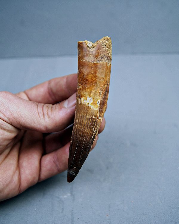 SONY DSC Spinosaurus aegyptiacus