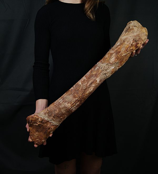 Fémur gigante de Spinosaurus aegyptiacus