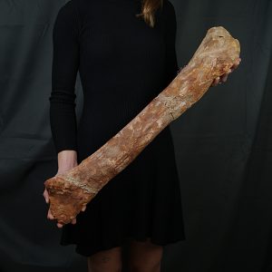 Fémur gigante de Spinosaurus aegyptiacus