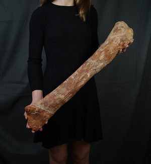 Fémur gigante de Spinosaurus aegyptiacus