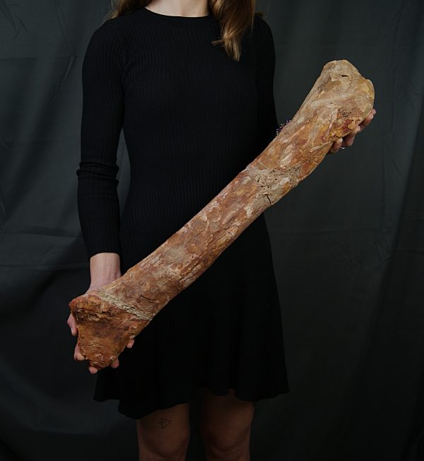 Fémur gigante de Spinosaurus aegyptiacus