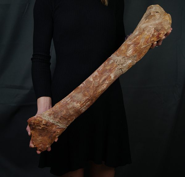 Fémur gigante de Spinosaurus aegyptiacus