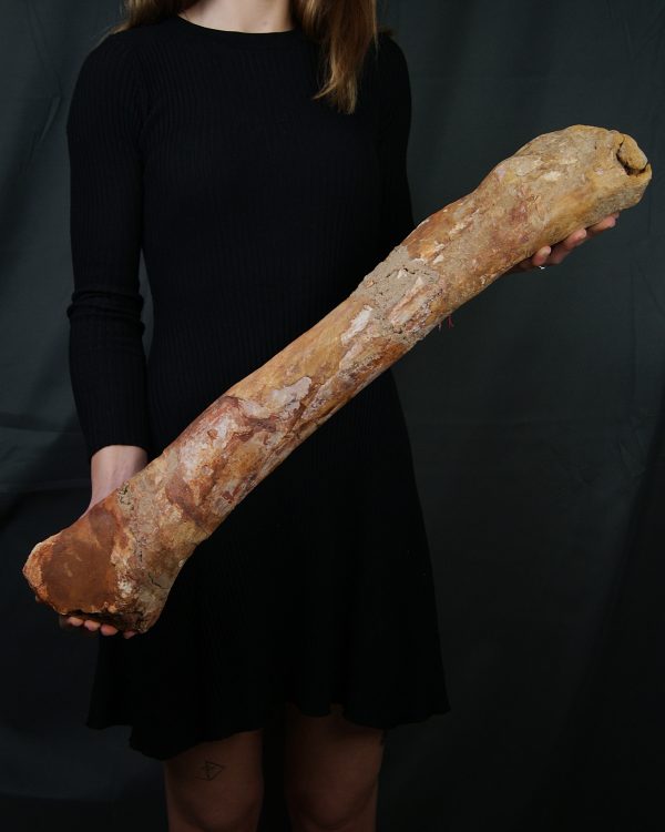 Fémur gigante de Spinosaurus aegyptiacus