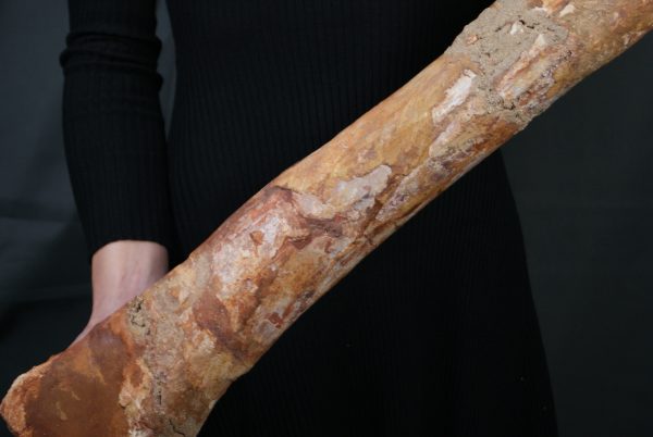 Fémur gigante de Spinosaurus aegyptiacus