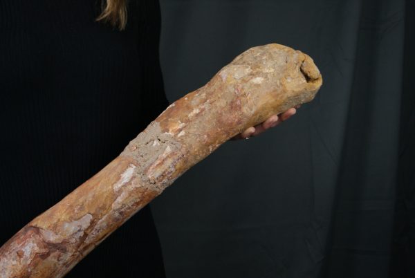 Fémur gigante de Spinosaurus aegyptiacus