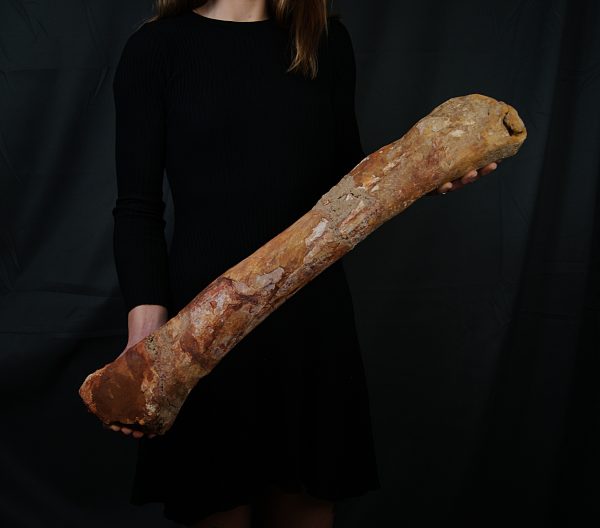 Fémur gigante de Spinosaurus aegyptiacus