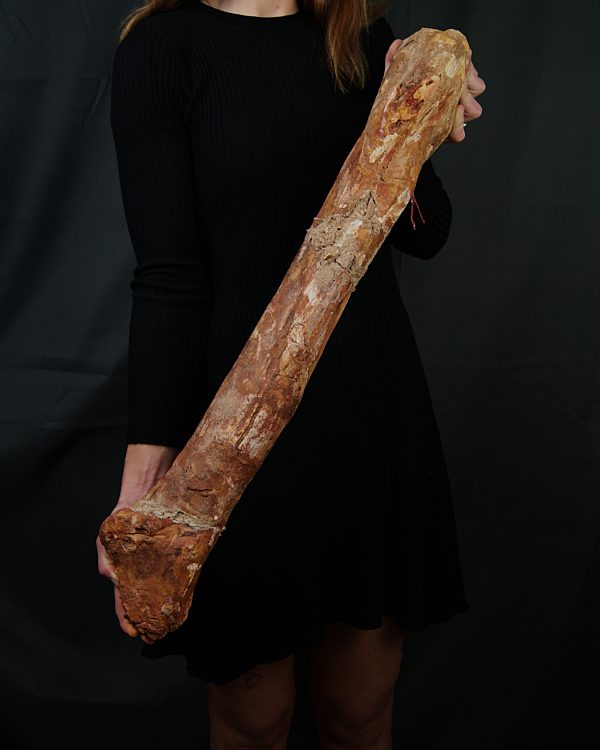 Fémur gigante de Spinosaurus aegyptiacus