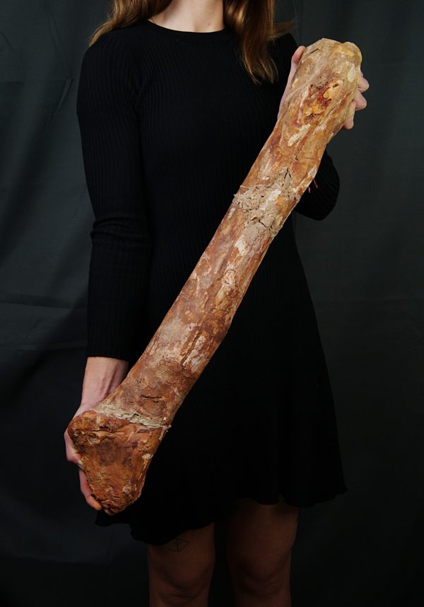 Fémur gigante de Spinosaurus aegyptiacus