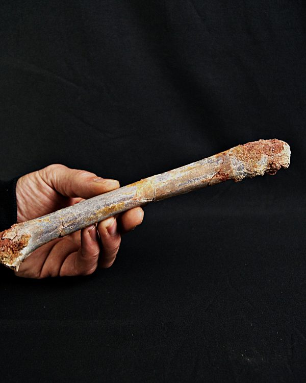 Metatarso de posible raptor (Terópodo)