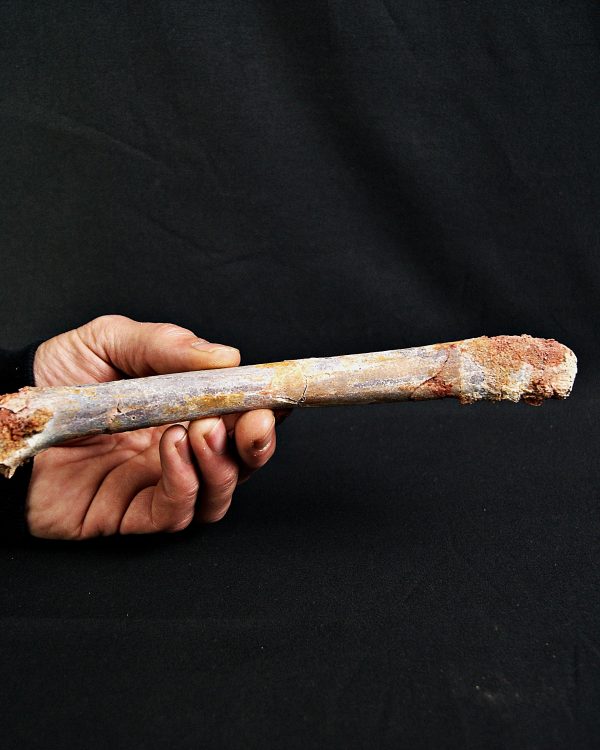 Metatarso de posible raptor (Terópodo)