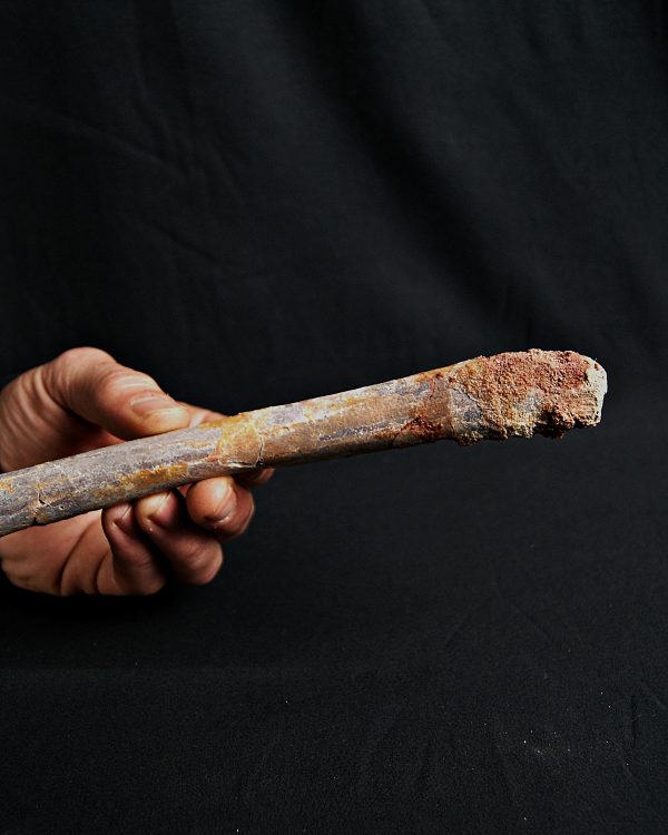 Metatarso de posible raptor (Terópodo)