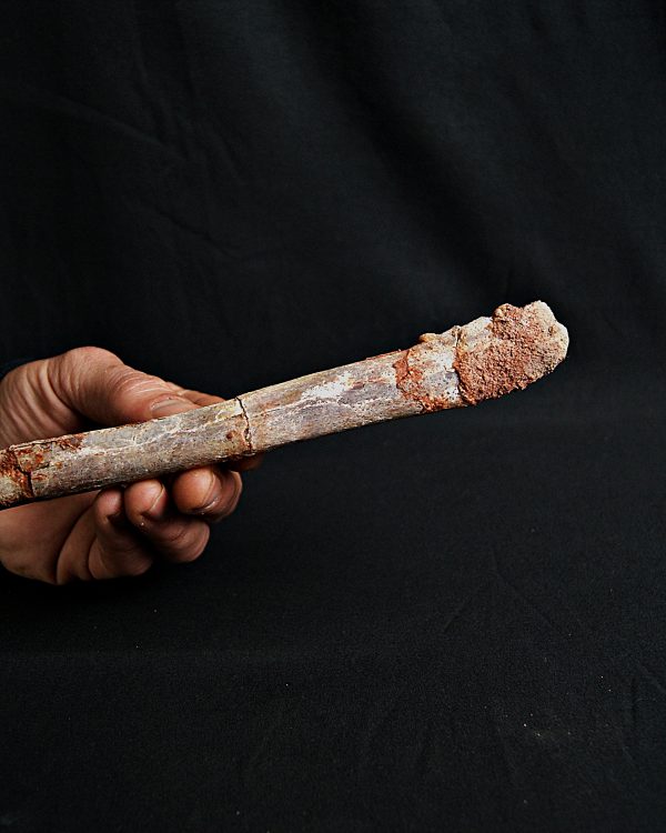 Metatarso de posible raptor (Terópodo)