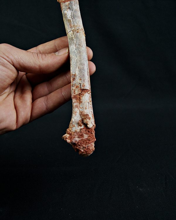 Metatarso de posible raptor (Terópodo)