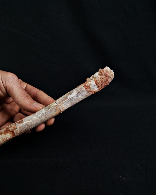 Metatarso de posible raptor (Terópodo)