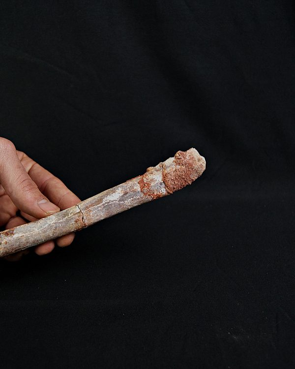 Metatarso de posible raptor (Terópodo)