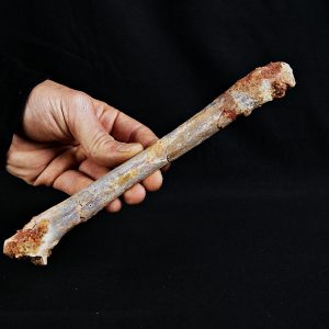 Metatarso de posible raptor (Terópodo)