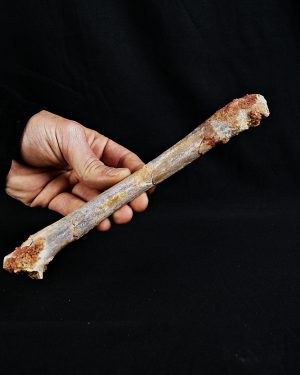 Metatarso de posible raptor (Terópodo)