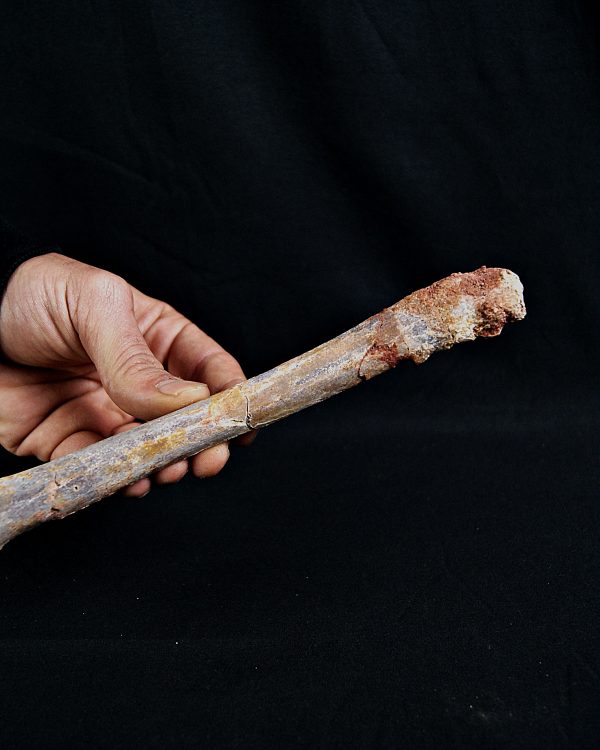 Metatarso de posible raptor (Terópodo)