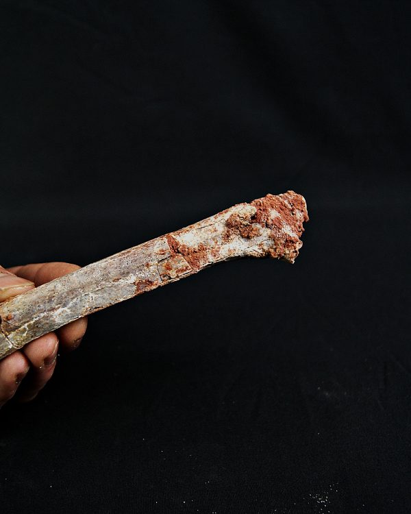 Metatarso de posible raptor (Terópodo)