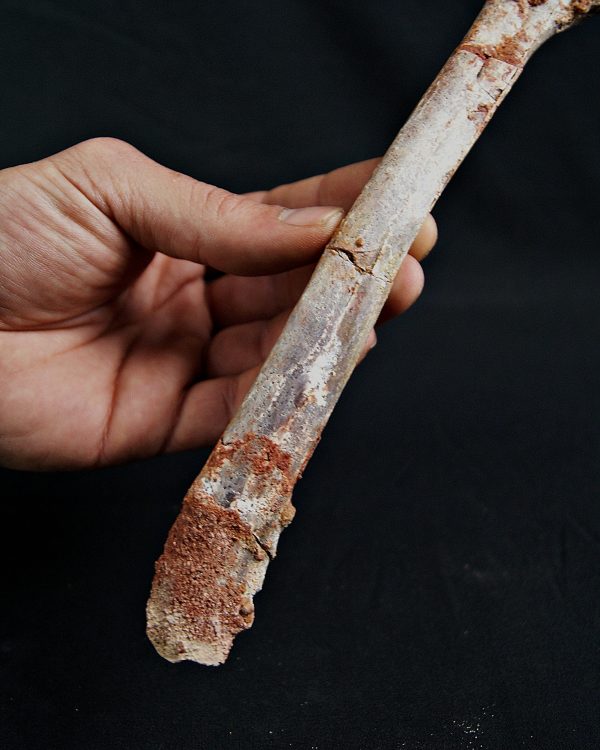 Metatarso de posible raptor (Terópodo)