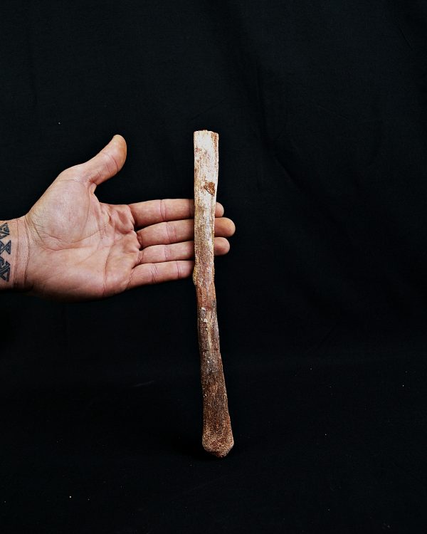 SONY DSC Hueso de ala de Alanqa pterosaurio